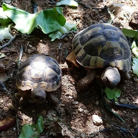 Pensjonat Goran's Place