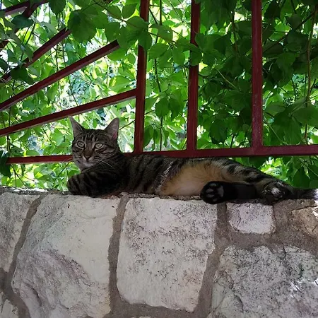 Goran's Place 2* Hvar Town