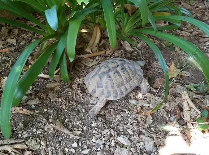 Goran's Place Pensjonat 2*