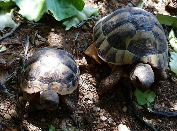 Pensjonat Goran's Place