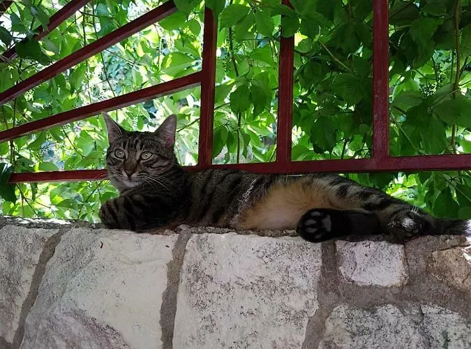 Goran's Place 2* Hvar Town