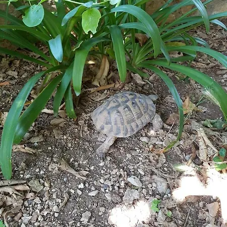 Goran's Place Penzion 2*